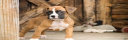 Boxer dogs for sale: Russel - Ad 7