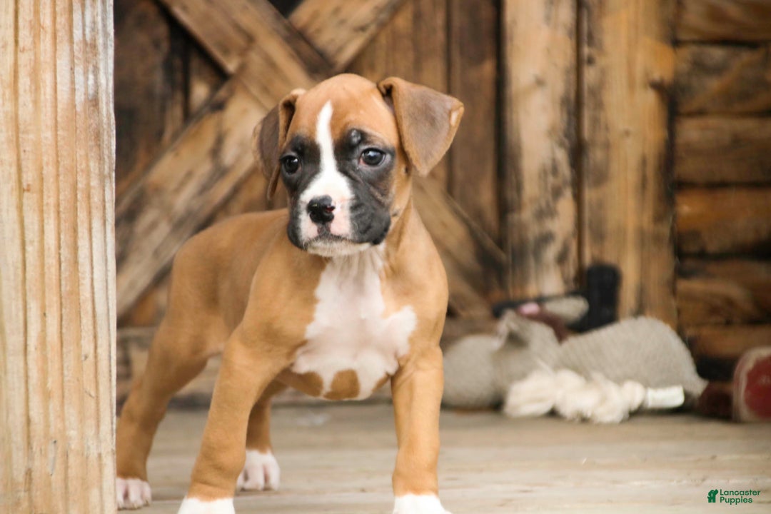 Boxer dogs for sale: Russel - Ad 7