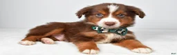 Miniature Australian Shepherd dogs for sale: Captain  - Ad 9