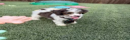 Miniature Poodle dogs for sale: Akc Clear 🧬 Tested Blue Merle  Phantom Parti- Bb - Ad 3
