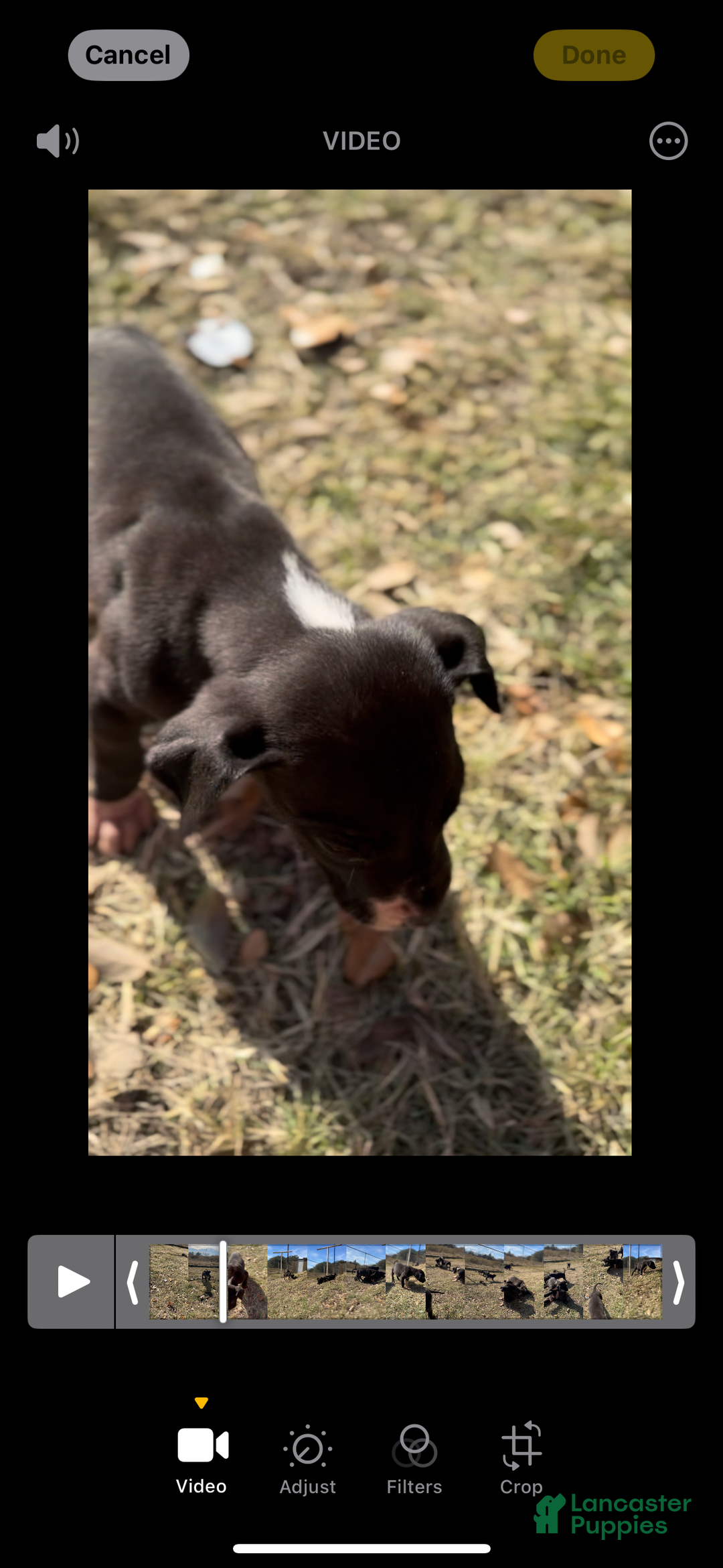 Great Dane dogs for sale: Great Dane Puppy 2 - Ad 11