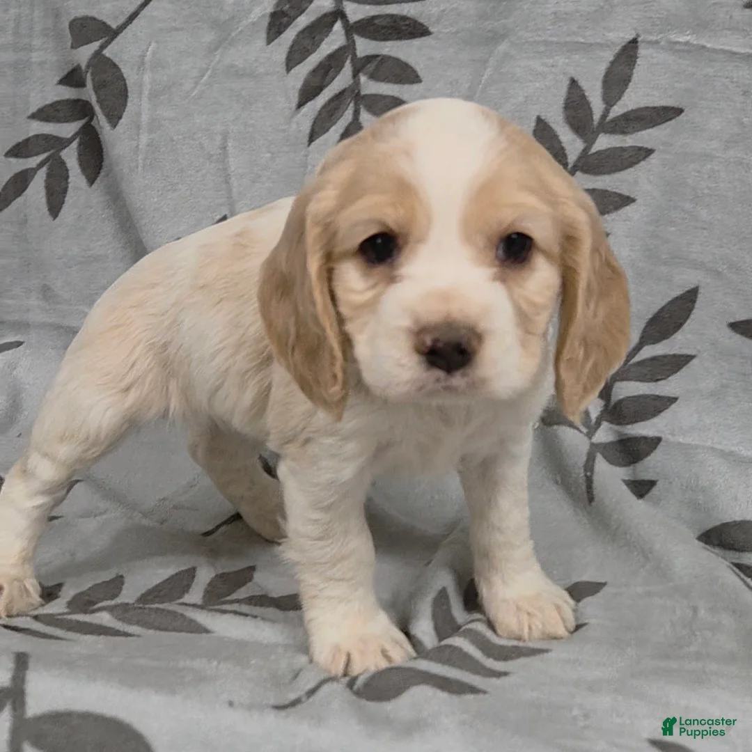 Cocker Spaniel dogs for sale: Caterpillar - Ad 2