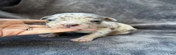 American Bully dogs for sale: Domino - Ad 7