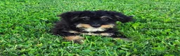 Mini Bernedoodle dogs for sale: Phantom - Ad 3