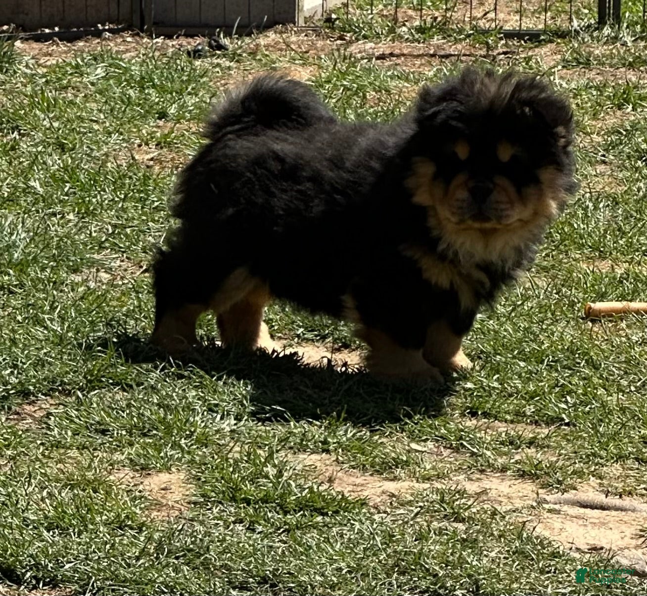 Chow Chow dogs Teddy  - Ad 5