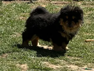 Chow Chow dogs Teddy - Ad 5