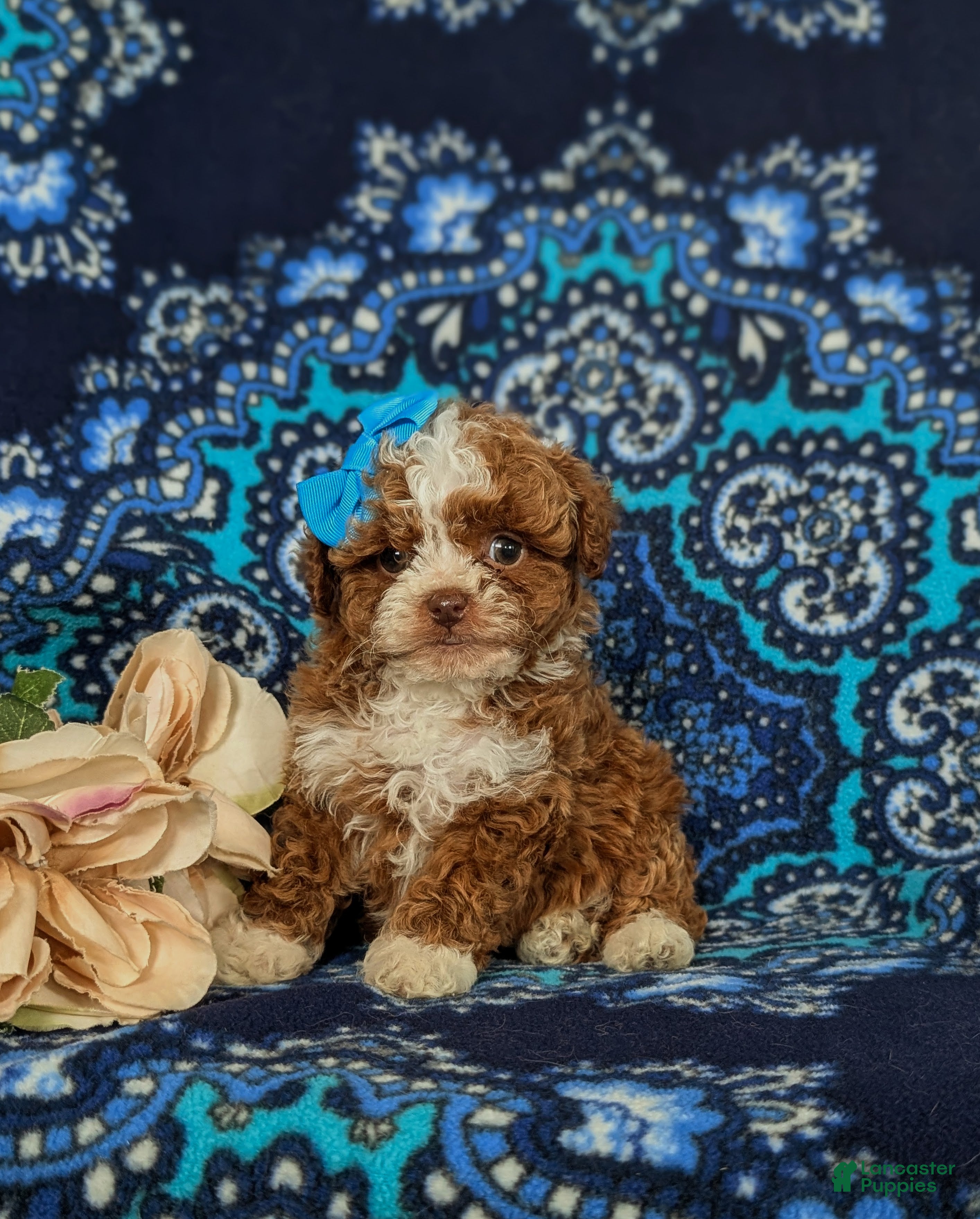 Toy Poodle dogs Hollee - Ad 2