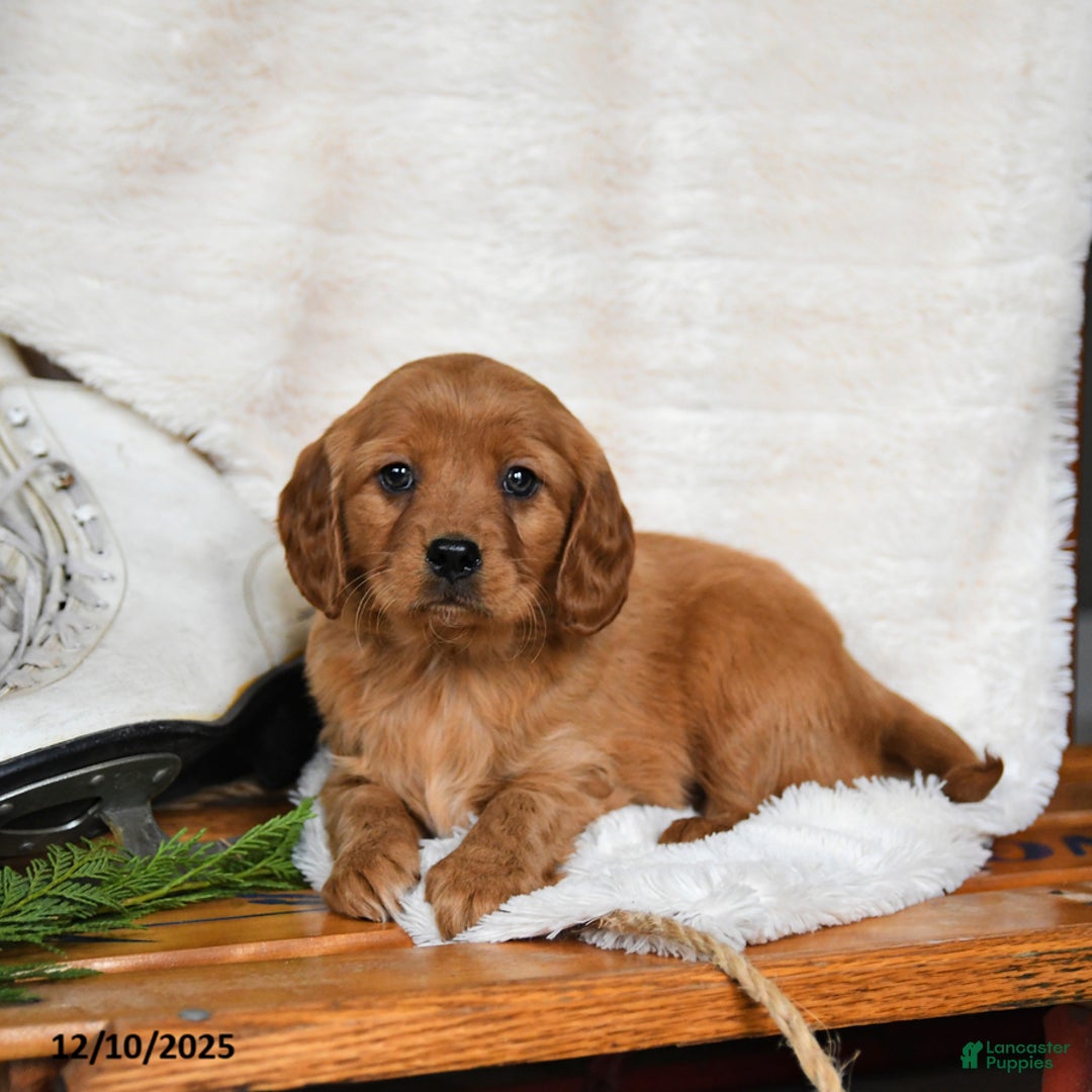 Miniature Golden Retriever dogs for sale: Winter - Ad 3