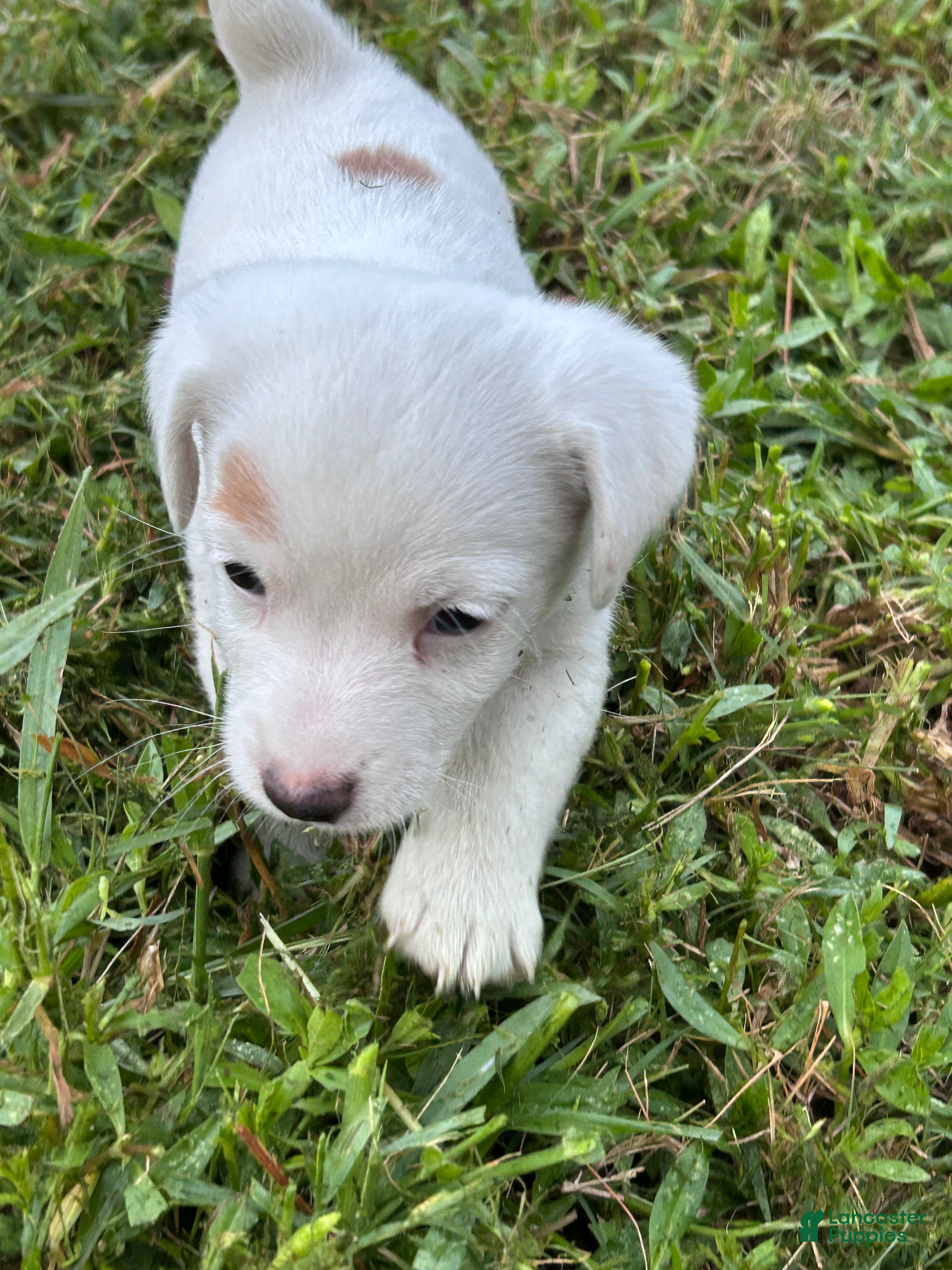 Jack Russell Terrier dogs Girl 2 - Ad 2