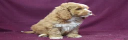 Cockapoo dogs for sale: Jerry - Ad 3