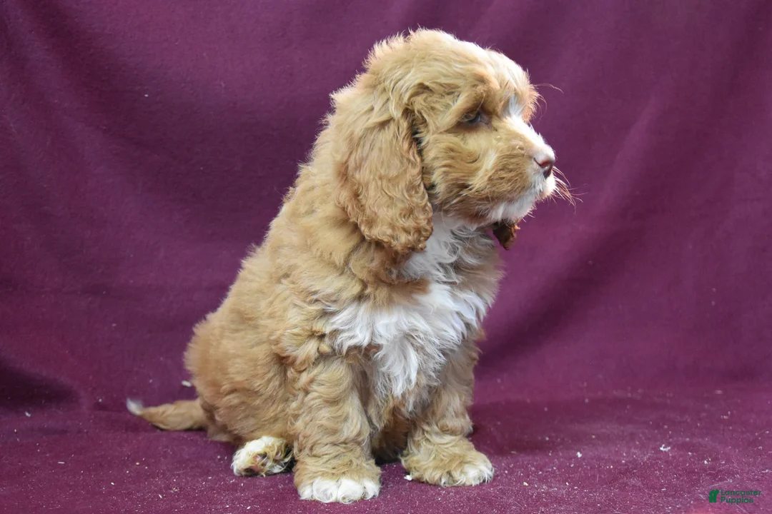 Cockapoo dogs for sale: Jerry - Ad 3