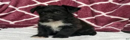 Yochon dogs for sale: Teddy - Ad 8