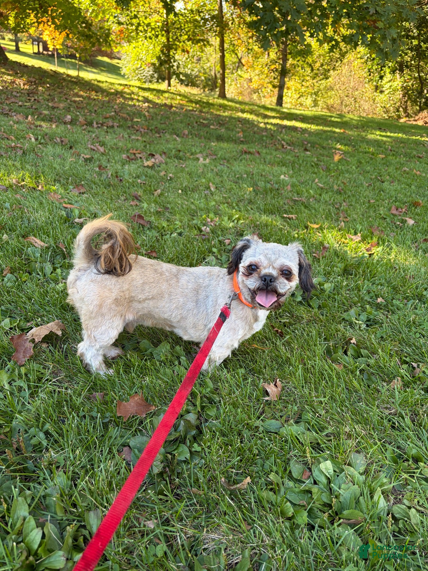 Shih Tzu dogs Shih Tzu 1 - Ad 1