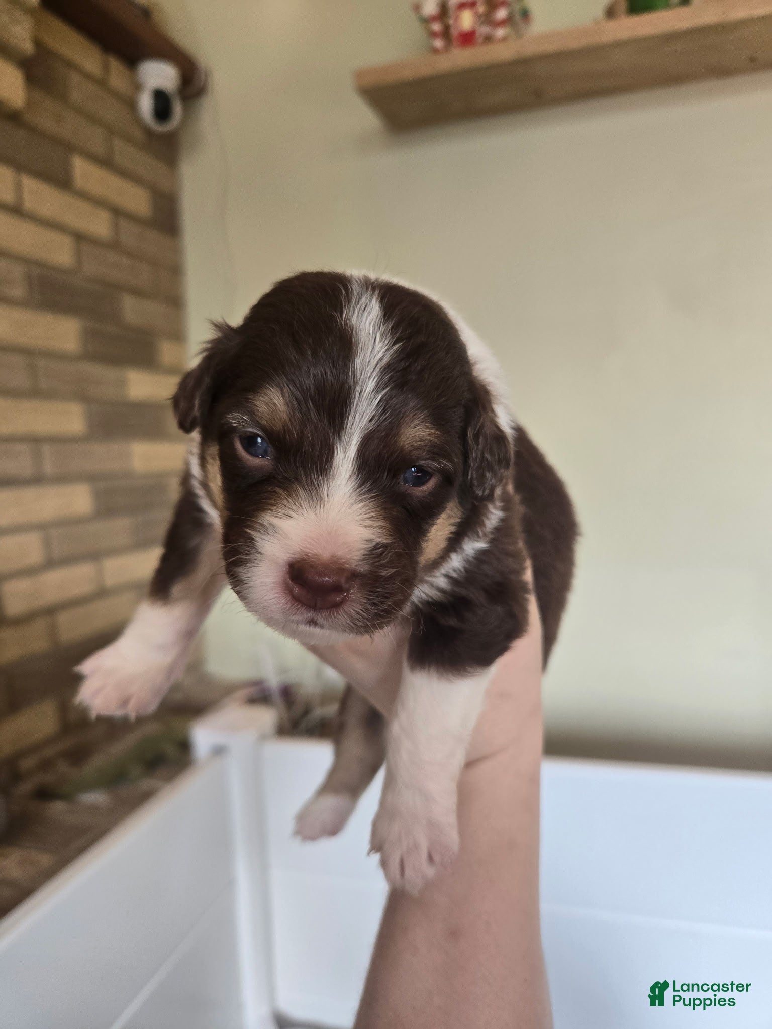 Australian Shepherd dogs Australian Shepherd Puppy 4 - Ad 38