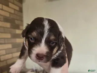 Australian Shepherd dogs Australian Shepherd Puppy 4 - Ad 38