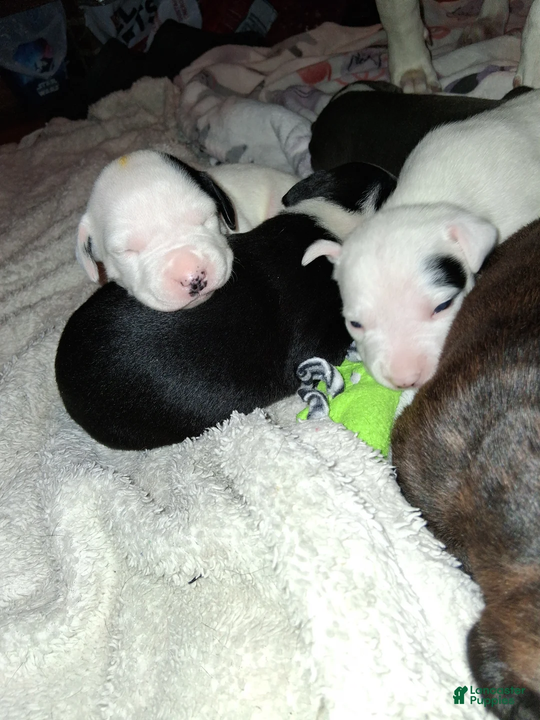 Mixed Breed dogs for sale: Mixed Breed Puppy 3 - Ad 17