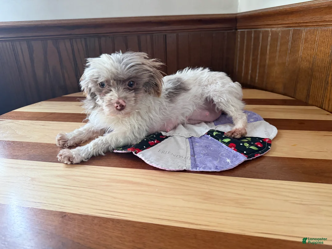 Yorkshire Terrier dogs for sale: Yorkshire Terrier Puppy 1 - Ad 8