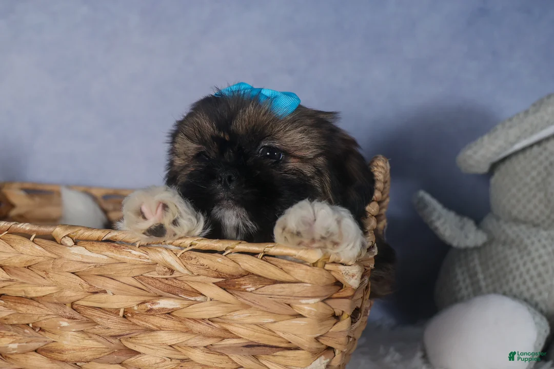 Shih Tzu dogs for sale: JOEY - Ad 3