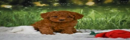 Mini Goldendoodle dogs for sale: Raven - Ad 8