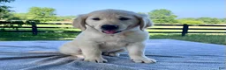 Golden Retriever dogs for sale: Olivia - Ad 2