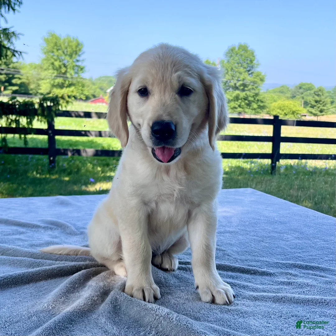 Golden Retriever dogs for sale: Olivia - Ad 2
