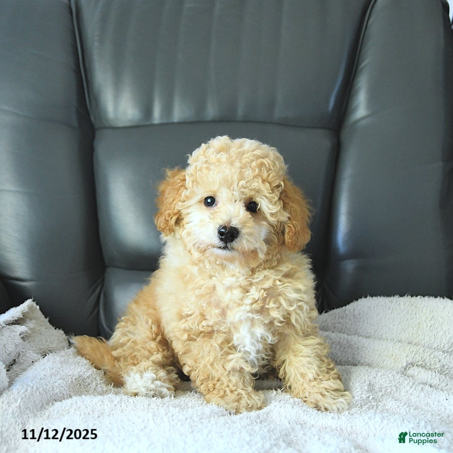 Havapoo dogs Prince EXTRA SMALL - Ad 21