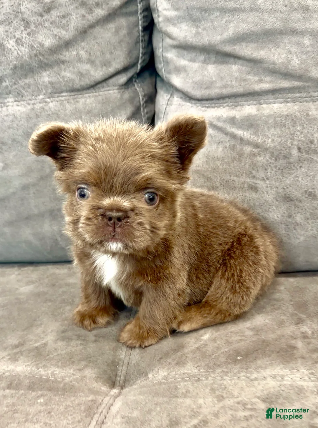 French Bulldog dogs for sale: EMPRESS - TEDDY BEAR COAT EXOTIC HYPOALLERGENIC SUPER FLUFFY IN  LA CA - Ad 6