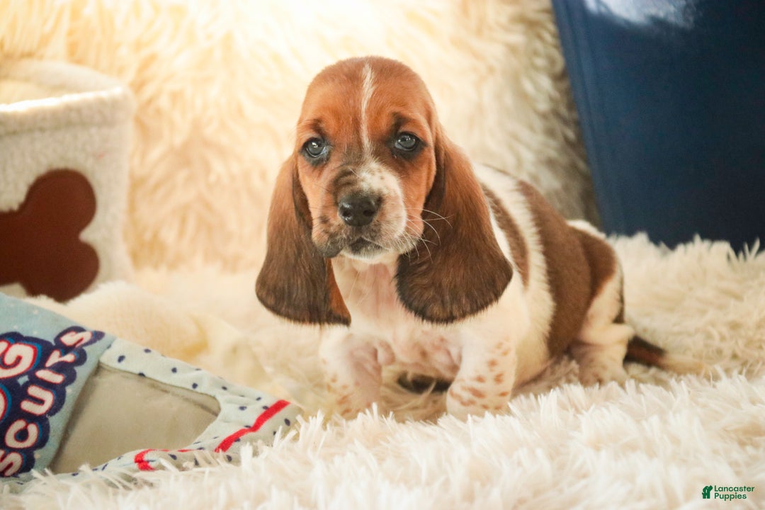 Basset Hound dogs for sale: Atticus - Ad 4