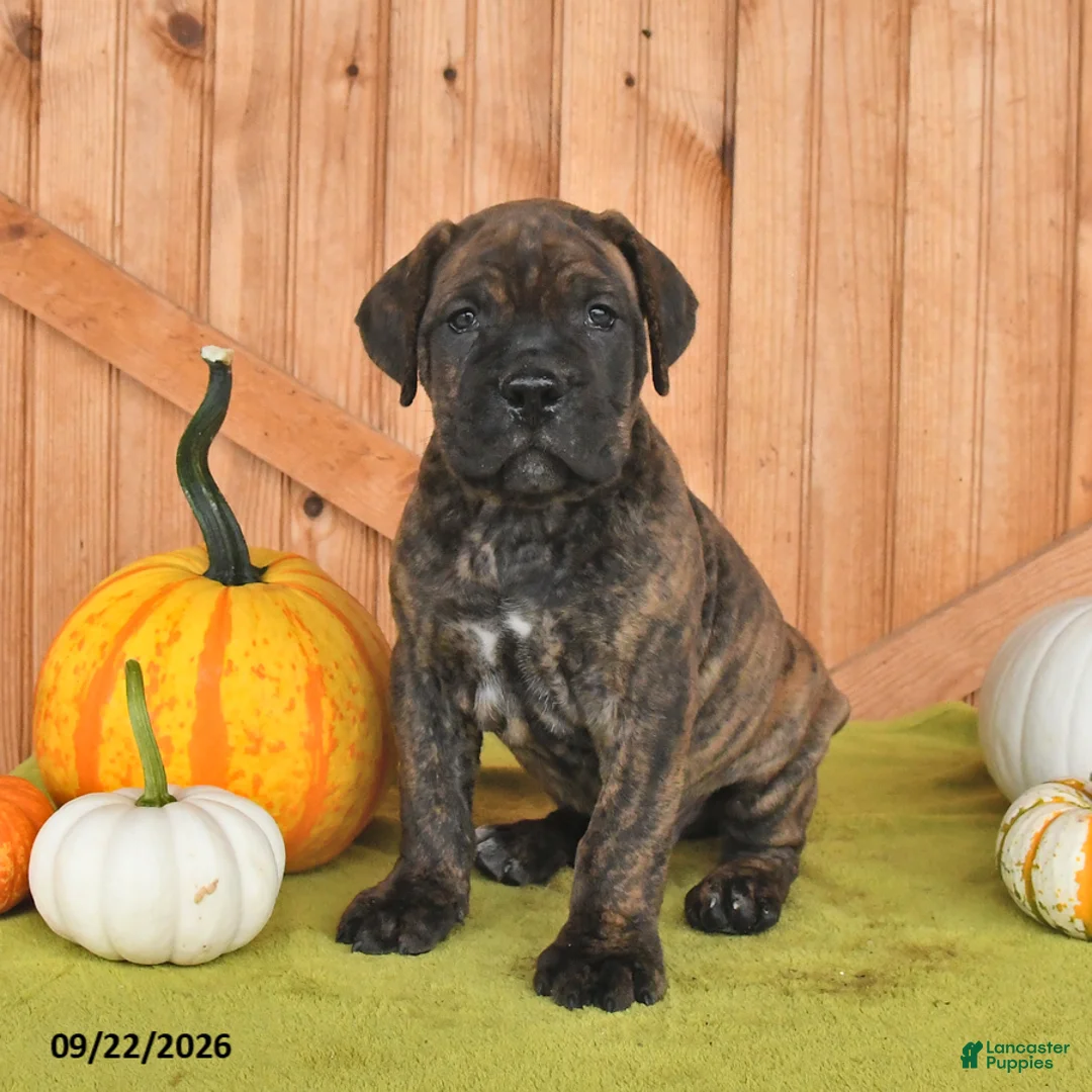Cane Corso dogs for sale: Buster - Ad 2