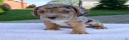 Beabull dogs for sale: King - Ad 5