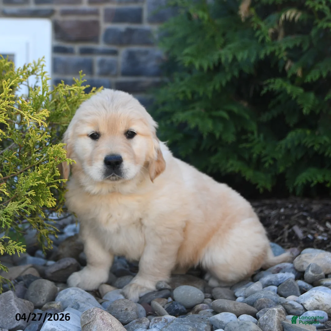 Golden Retriever dogs for sale: Gemma - Ad 3