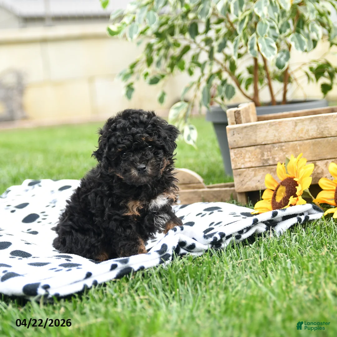 Toy Poodle dogs for sale: Winston - Ad 5