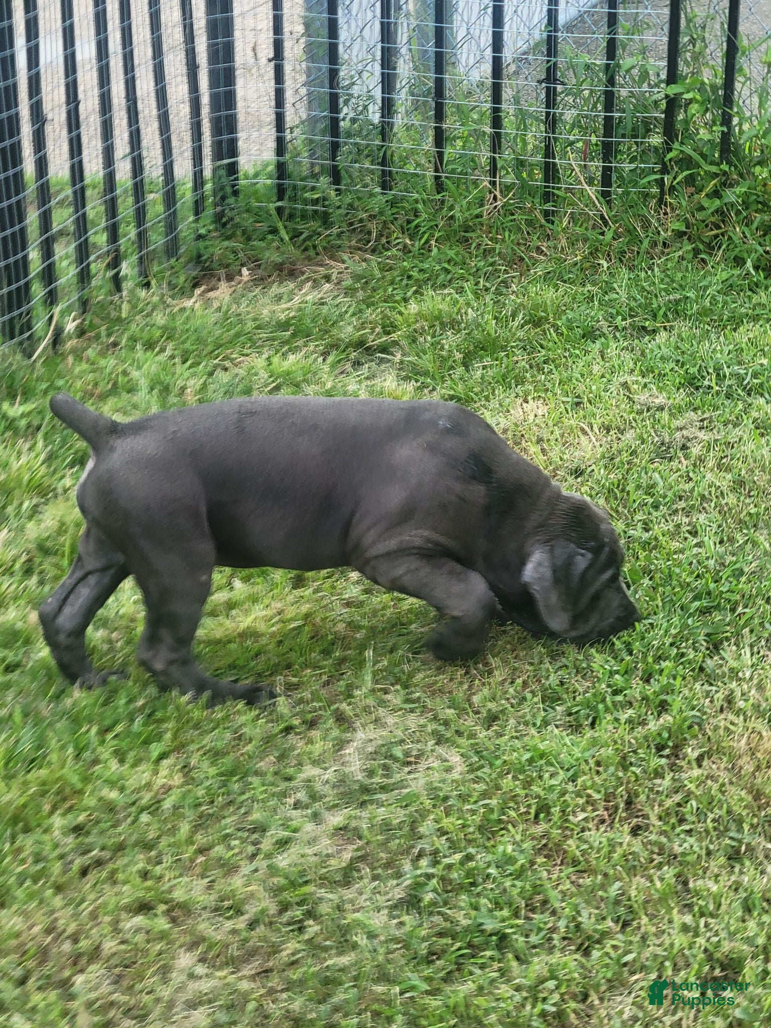 Cane Corso dogs Cane Corso 3 - Ad 36