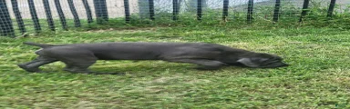 Cane Corso 3