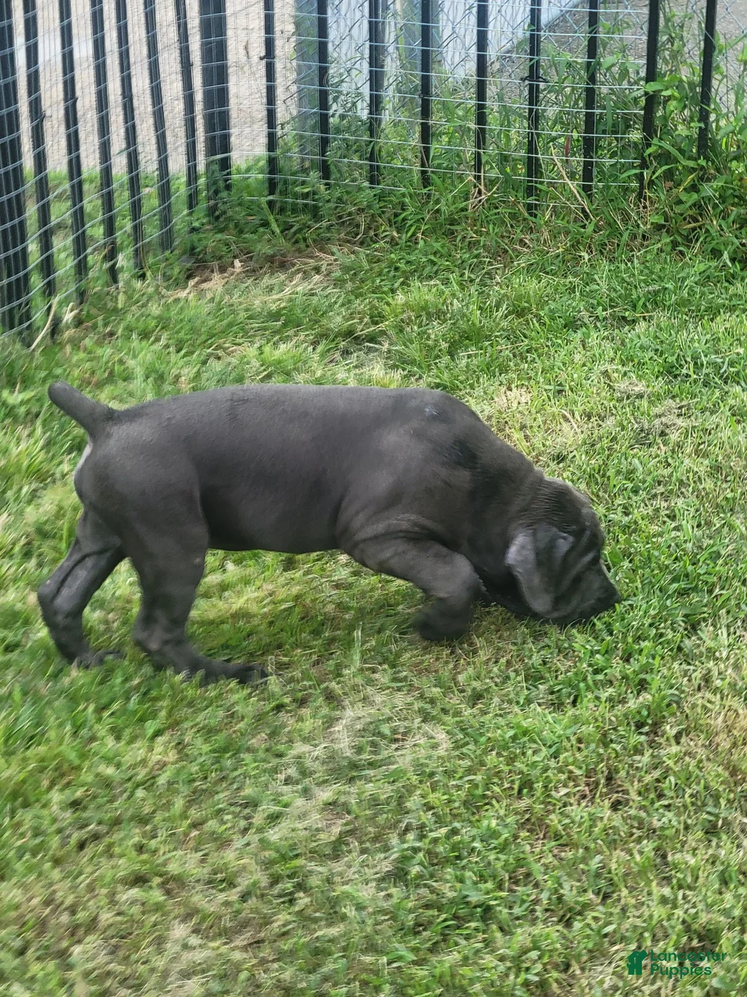 Cane Corso dogs for sale: Cane Corso 3 - Ad 1