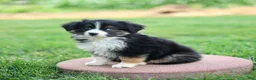 Miniature Australian Shepherd dogs for sale: Jonas - Ad 1