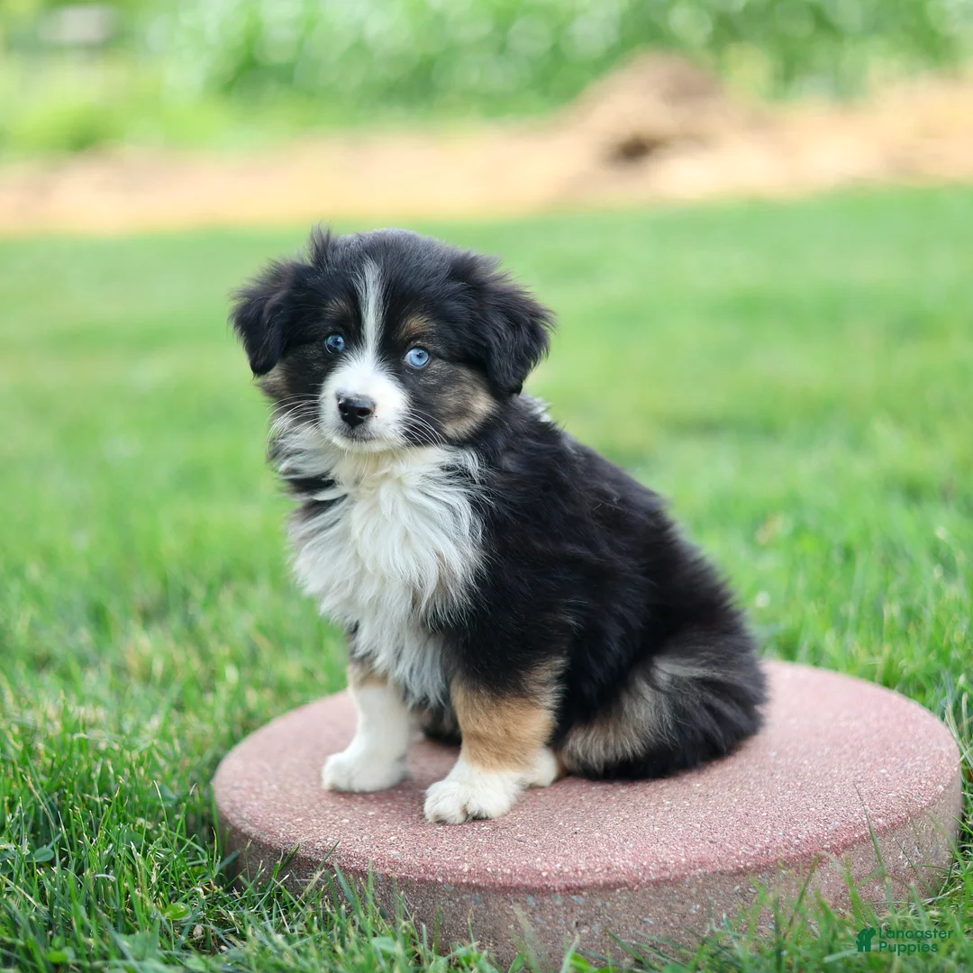 Miniature Australian Shepherd dogs for sale: Jonas - Ad 1