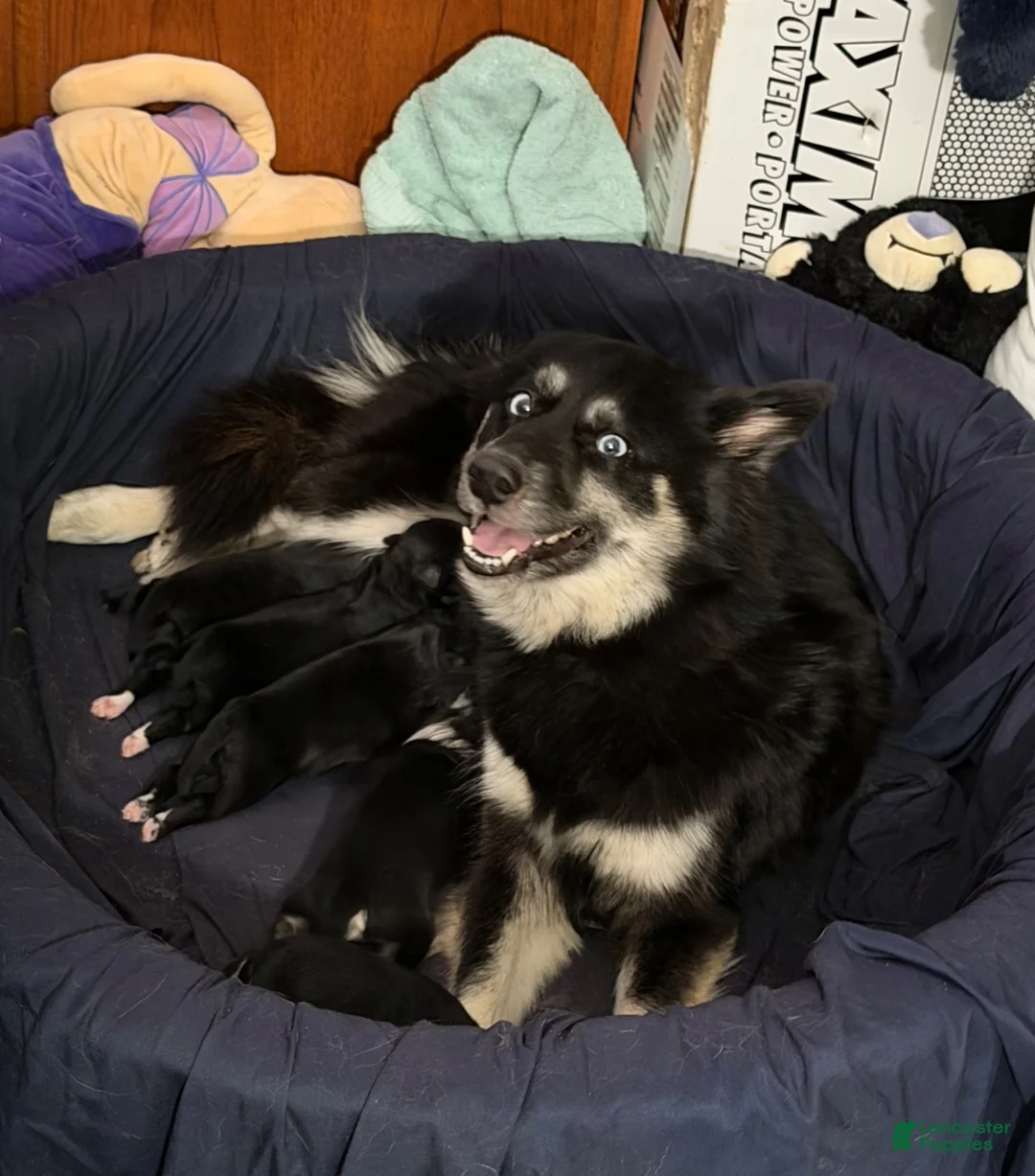 Pomsky dogs for sale: Angel  - Ad 5