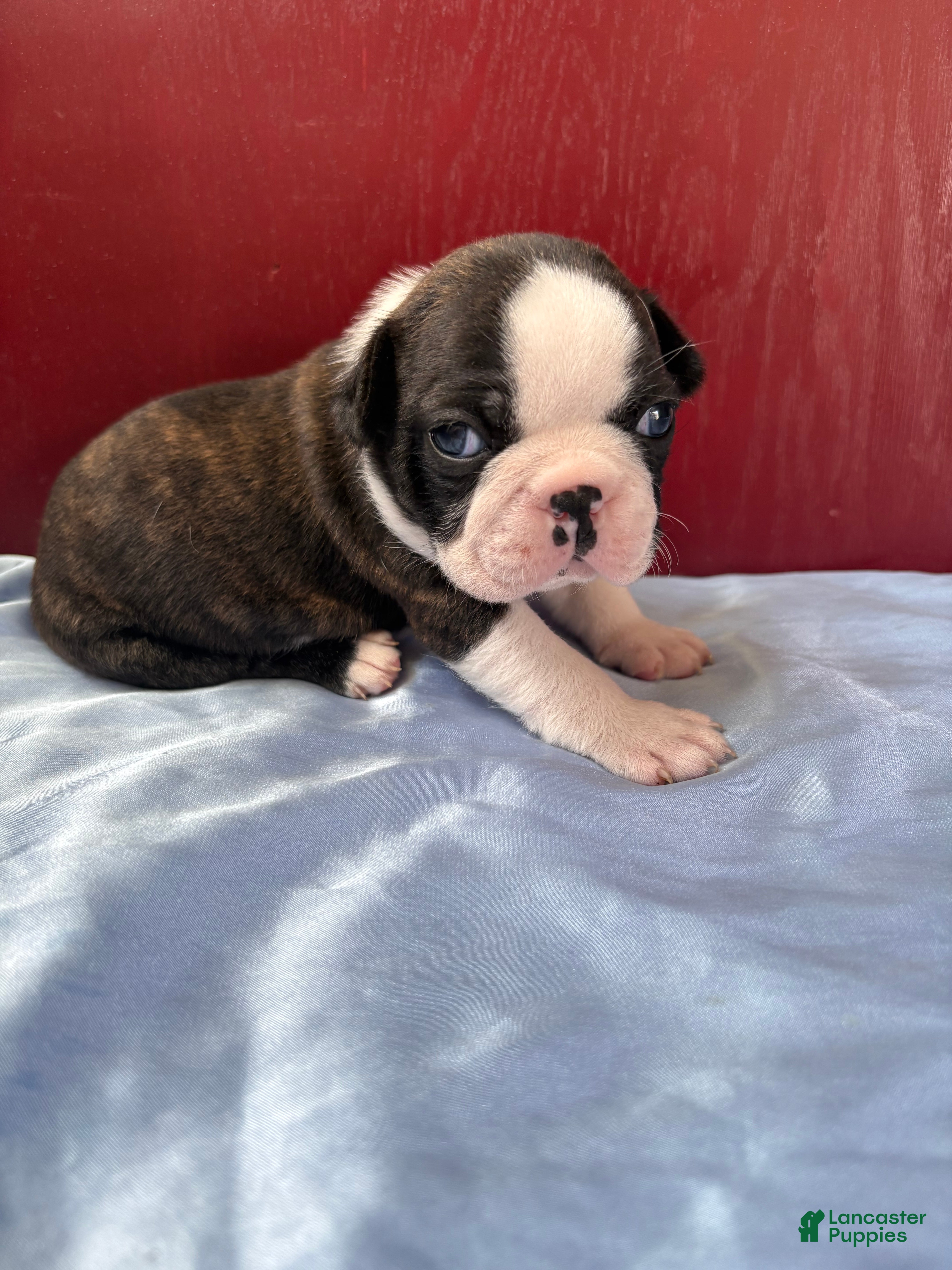 Boston Terrier dogs TiggerBoston Terrier 2 - Ad 1