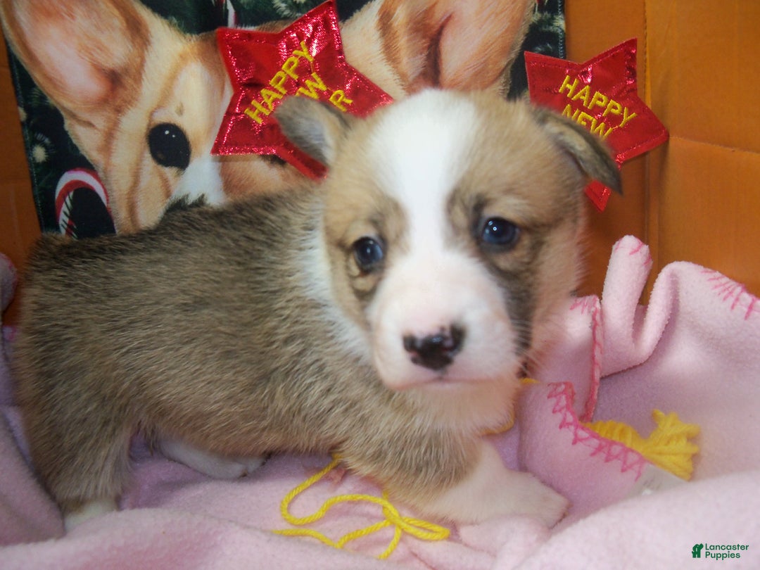 Welsh Corgi Pembroke dogs for sale: Foxy - Ad 2