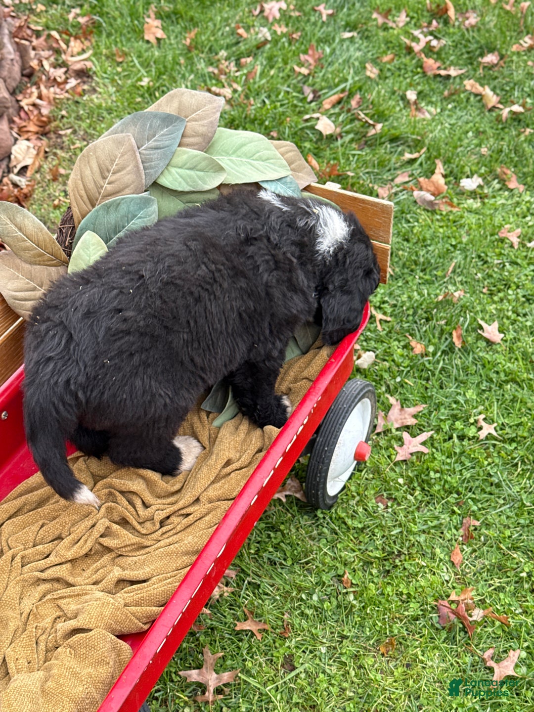 Mixed Breed dogs for sale: Wellington - Ad 5