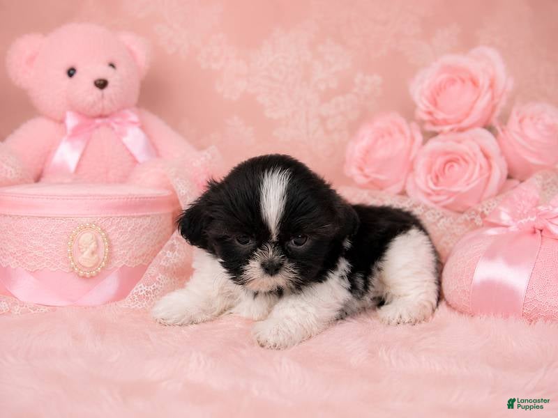 Shih Tzu dogs Shih Tzu 1 - Ad 2