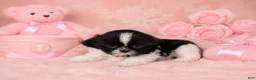 Shih Tzu dogs for sale: Shih Tzu 1 - Ad 2