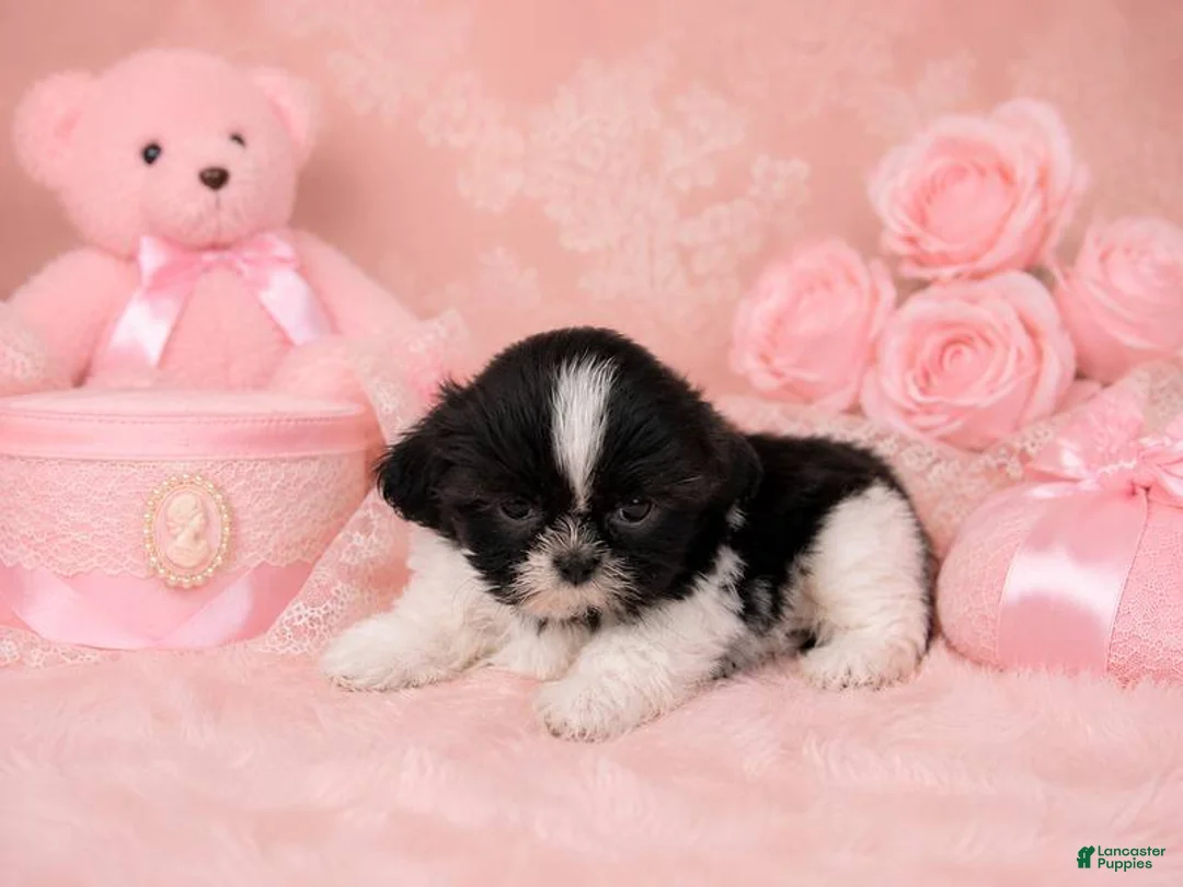 Shih Tzu dogs for sale: Shih Tzu 1 - Ad 2