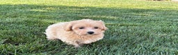 Maltipoo dogs for sale: Cutie - Ad 4