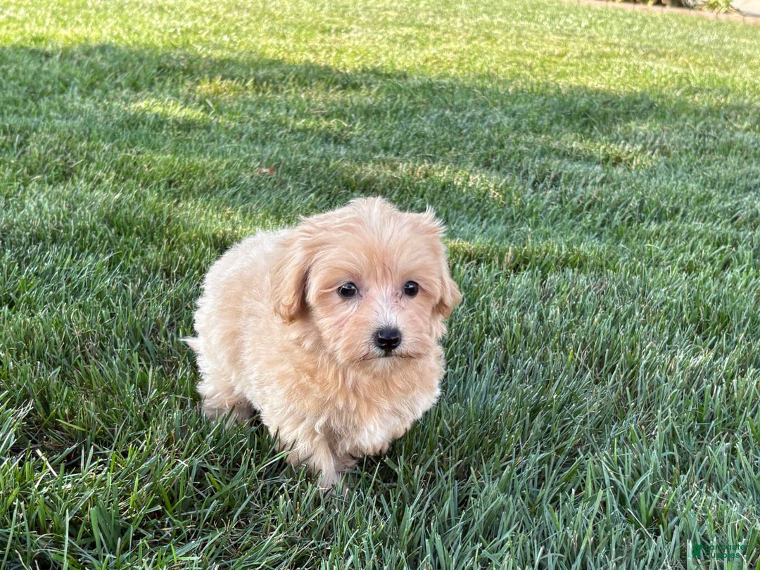 Maltipoo dogs for sale: Cutie - Ad 4