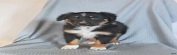 Miniature Australian Shepherd dogs for sale: Banjo - Ad 3