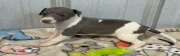 Italian Greyhound dogs for sale: Cam AKC - Ad 2