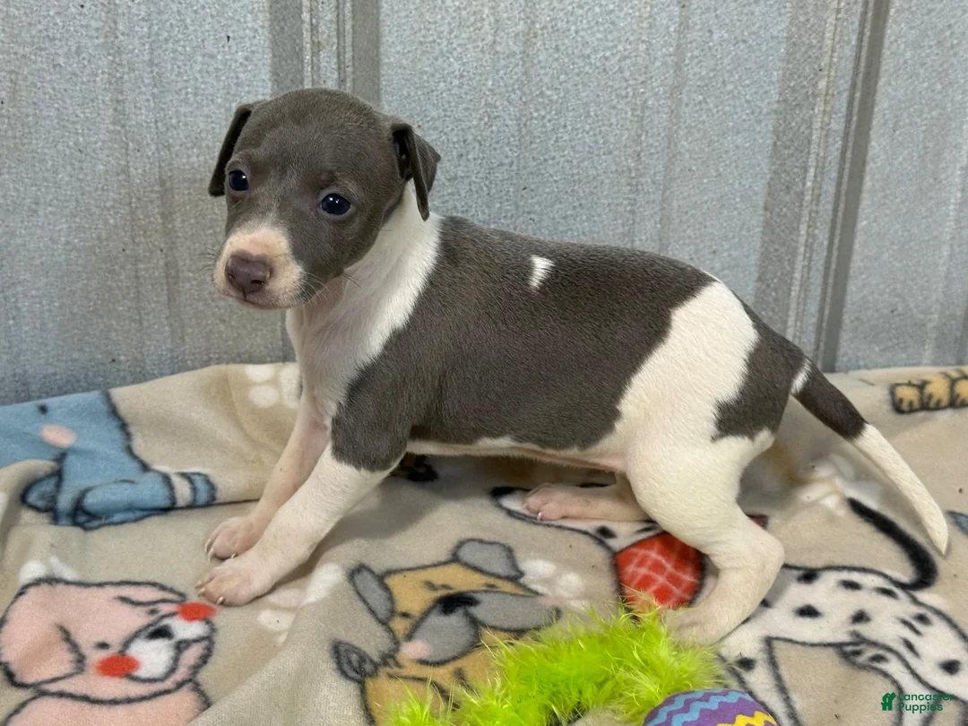 Italian Greyhound dogs for sale: Cam AKC - Ad 2