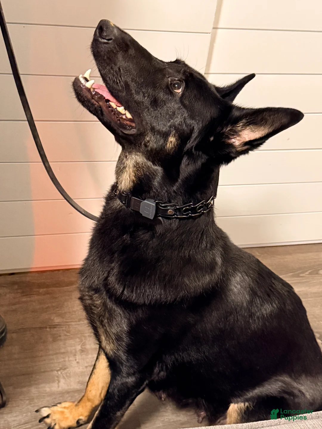 Mixed Breed dogs for sale: Mixed Breed Puppy 3 - Ad 6